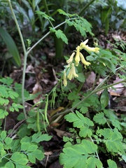 Corydalis balansae