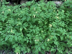Corydalis balansae