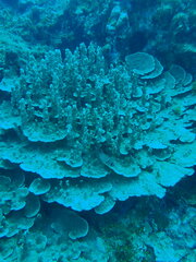 Porites rus