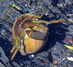 Pagurus middendorffii