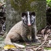 Palm Civets and Binturongs - Photo (c) 57Andrew, some rights reserved (CC BY-NC-ND), uploaded by 57Andrew