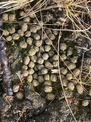 Odocoileus hemionus sitkensis
