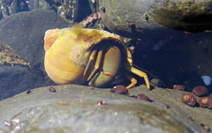 Pagurus middendorffii