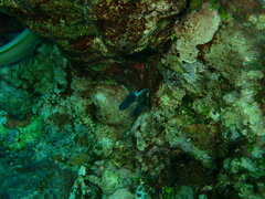 Pycnochromis margaritifer