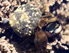 Pagurus middendorffii