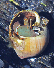 Pagurus middendorffii