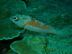 Epinephelus fasciatus