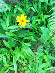 Coreopsis pubescens