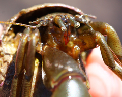 Pagurus middendorffii