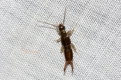 Spongiphoridae