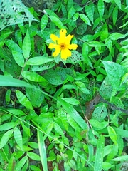 Coreopsis pubescens