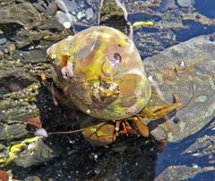 Pagurus middendorffii