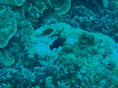 Chlorurus microrhinos