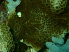 Gardineroseris planulata