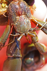 Pagurus middendorffii