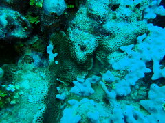 Gardineroseris planulata