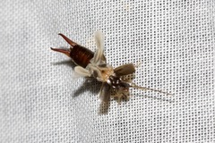 Spongiphoridae