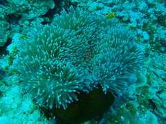 Heteractis magnifica