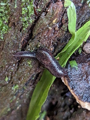 Parmacochlea balios