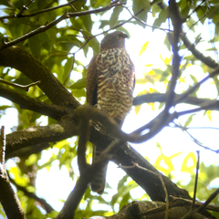 Accipiter cirrocephalus
