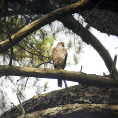 Accipiter cirrocephalus
