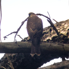 Accipiter cirrocephalus
