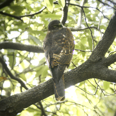 Accipiter cirrocephalus