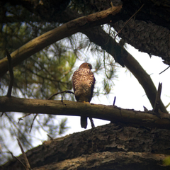 Accipiter cirrocephalus
