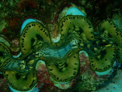 Tridacna maxima
