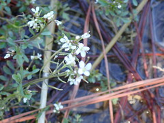 Cardamine pensylvanica