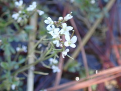 Cardamine pensylvanica