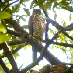Accipiter cirrocephalus