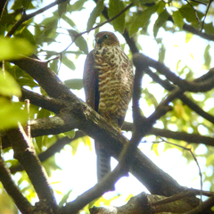 Accipiter cirrocephalus