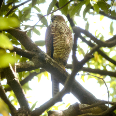 Accipiter cirrocephalus