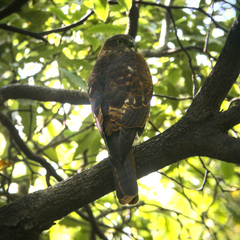 Accipiter cirrocephalus