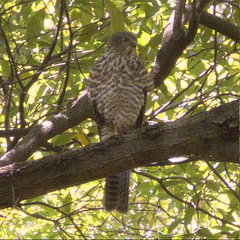 Accipiter cirrocephalus