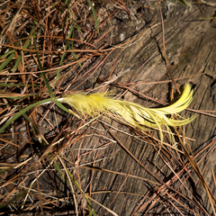 Cacatua galerita
