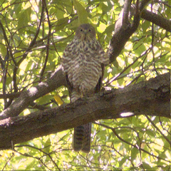 Accipiter cirrocephalus