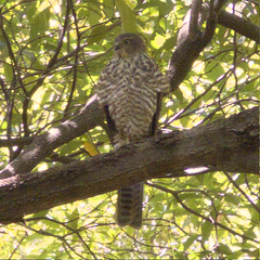 Accipiter cirrocephalus