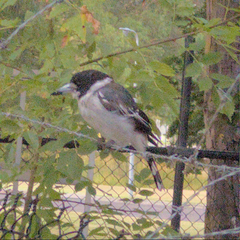 Cracticus torquatus