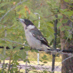 Cracticus torquatus