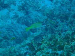 Lutjanus kasmira