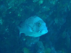Plectorhinchus pica