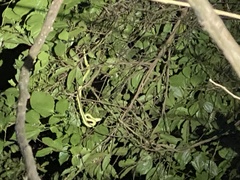 Bothriechis lateralis