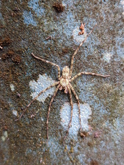 Pandercetes gracilis