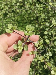 Coprosma tenuicaulis
