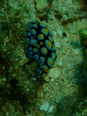 Phyllidia guamensis