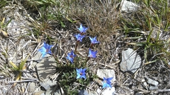Gentiana arisanensis