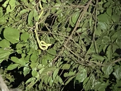 Bothriechis lateralis