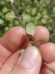 Coprosma tenuicaulis